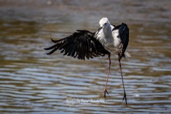 Cigüeñuela Común. Himantopus Himantopus.