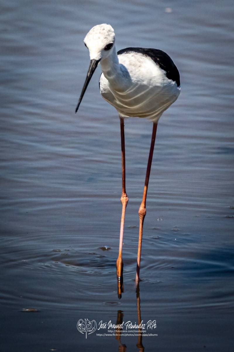 50315837963_478b506aaf_or