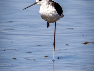 Cigüeñuela Comun. Himantopus Himantopus