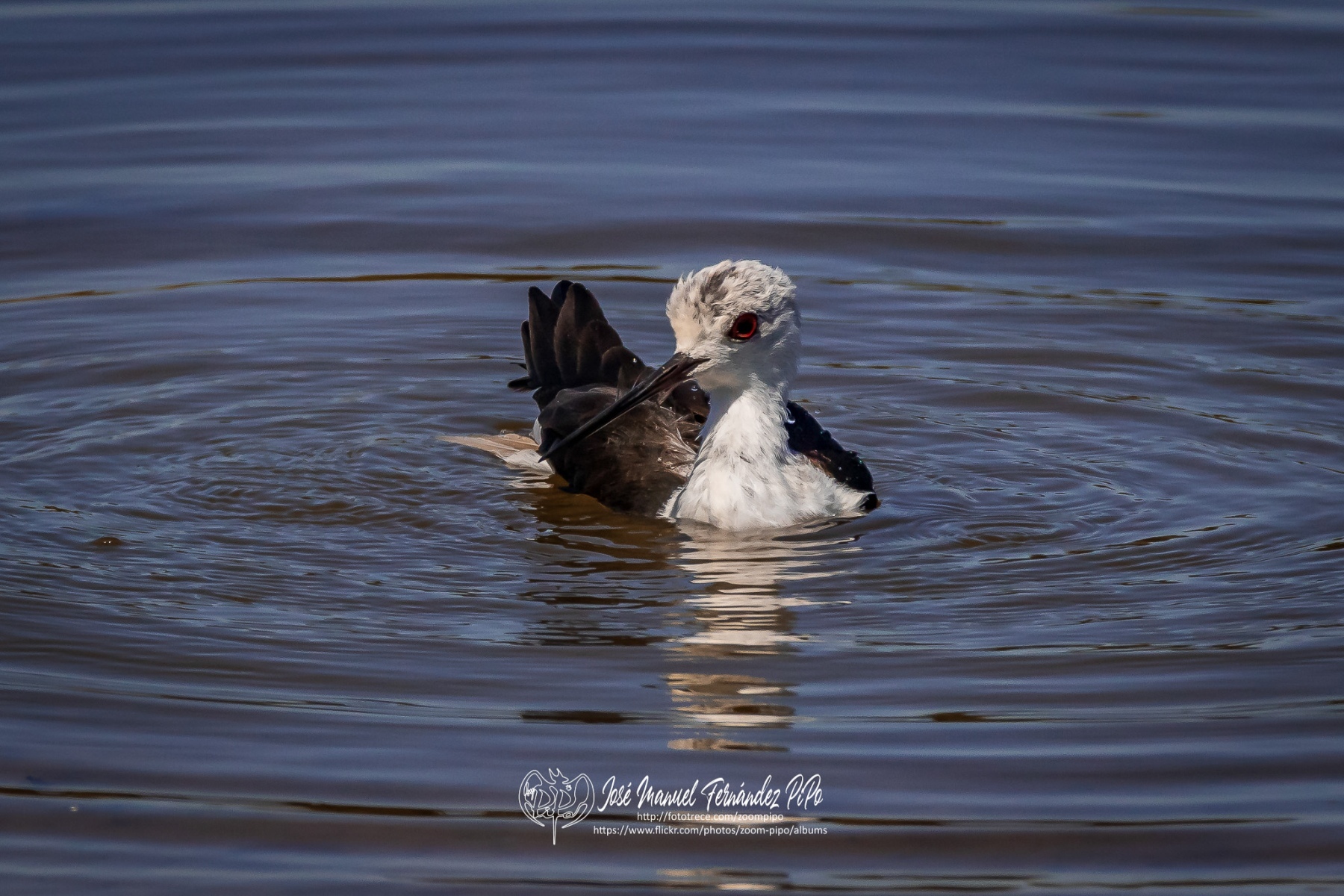 50816775871_02fc847832_or