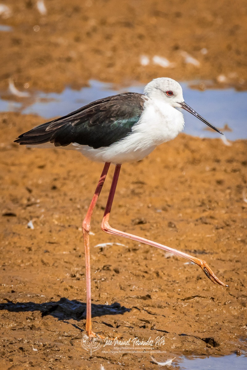 50900950566_98d52b0653_or