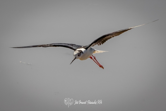 Cigüeñuela Comun. Himantopus Himantopus.