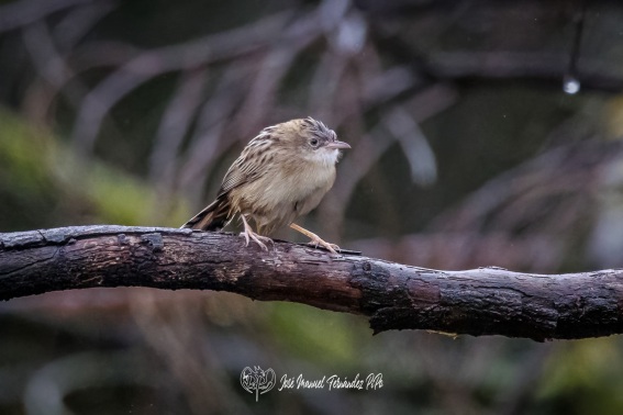 Cisticola Buitron. Cisticola Juncidis.
