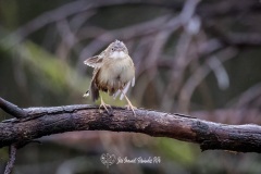 Cisticola Buitrón. Cisticola Juncidis.