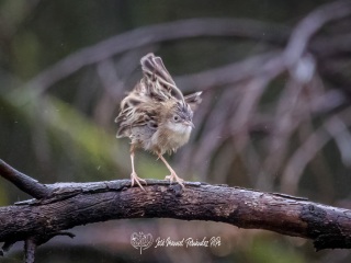 Cisticola Buitron. Cisticola Juncidis