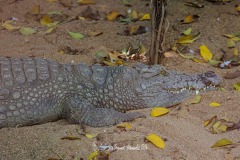 Cocodrilo del Nilo. Crocodylus Niloticus.