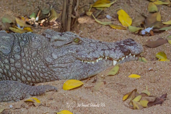 Cocodrilo del Nilo. Crocodylus Niloticus