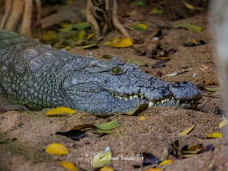 Cocodrilo del Nilo. Crocodylus Niloticus