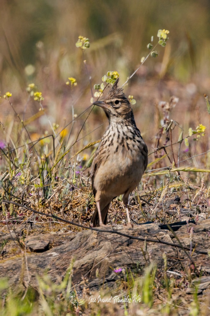 PiPo_512378-Editarrlr