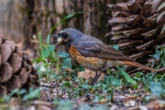 Colirrojo Real. Phoenicurus Phoenicurus.