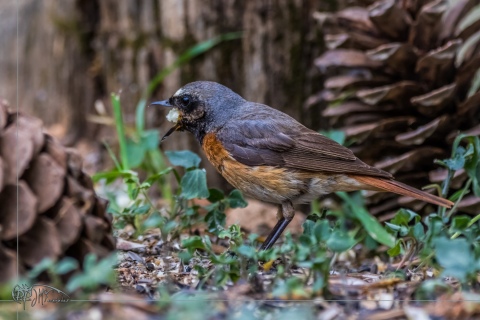 Colirrojo Real. Phoenicurus Phoenicurus.