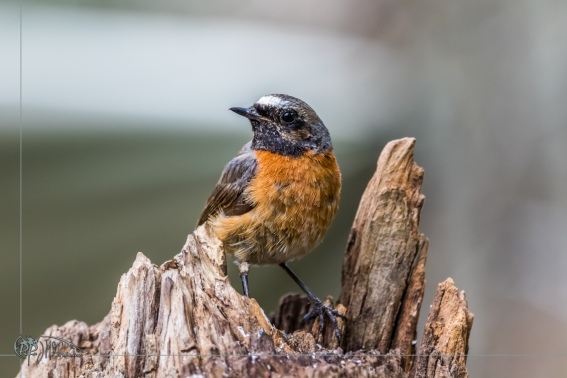 Colirrojo Real. Phoenicurus Phoenicurus.