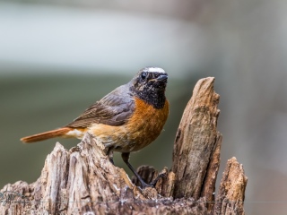 Colirrojo Real. Phoenicurus Phoenicurus