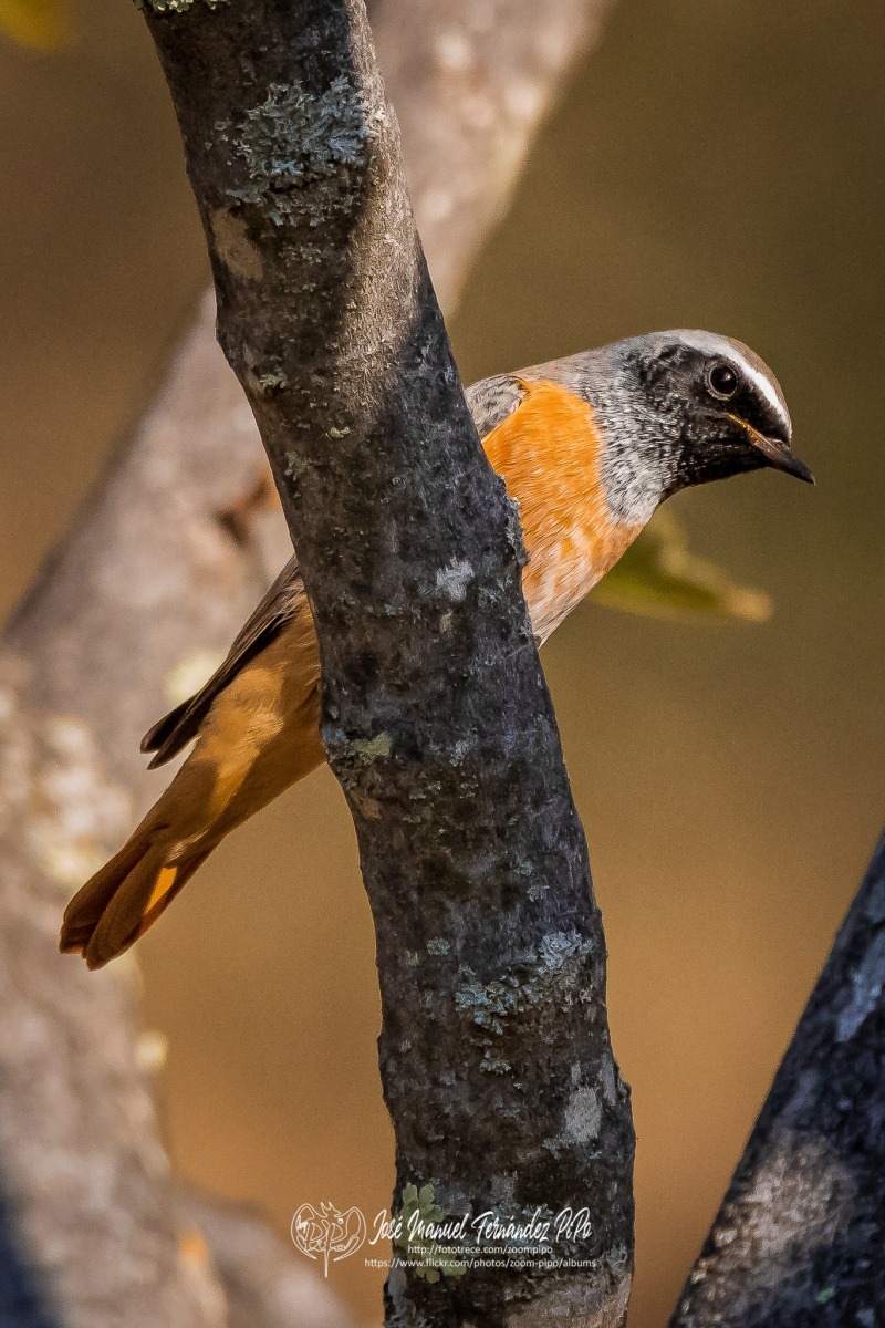 50350886353_39e4f1f40d_or