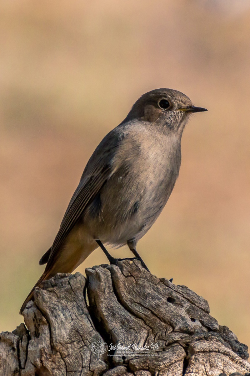 49014707027_6b49a1e4e2_or