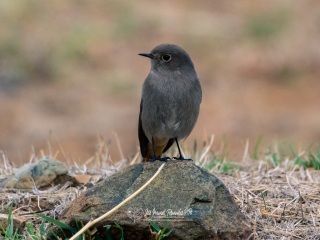 Colirrojo Tizon. Phoenicurus Ochruros