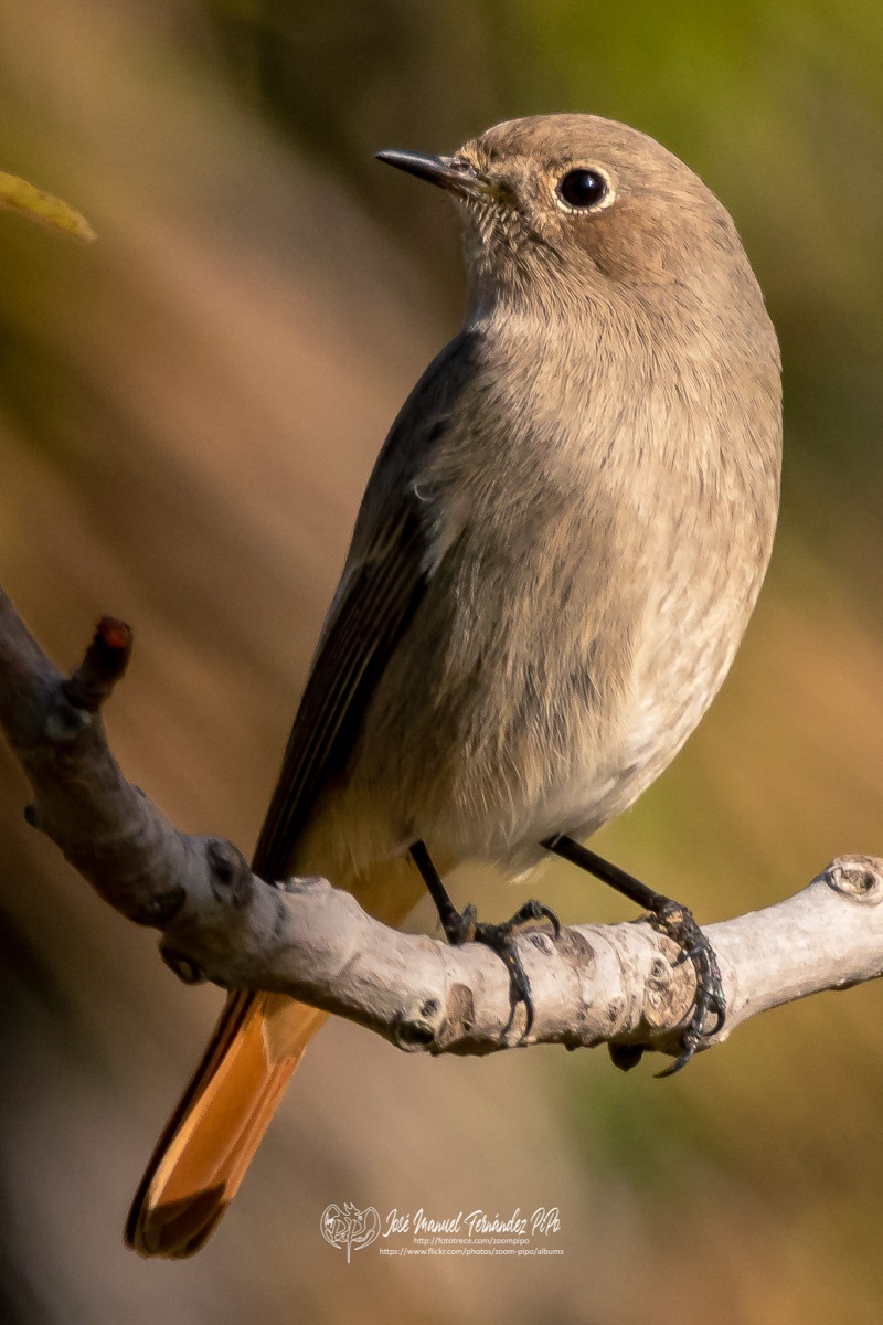 49142877941_9a1888254b_or