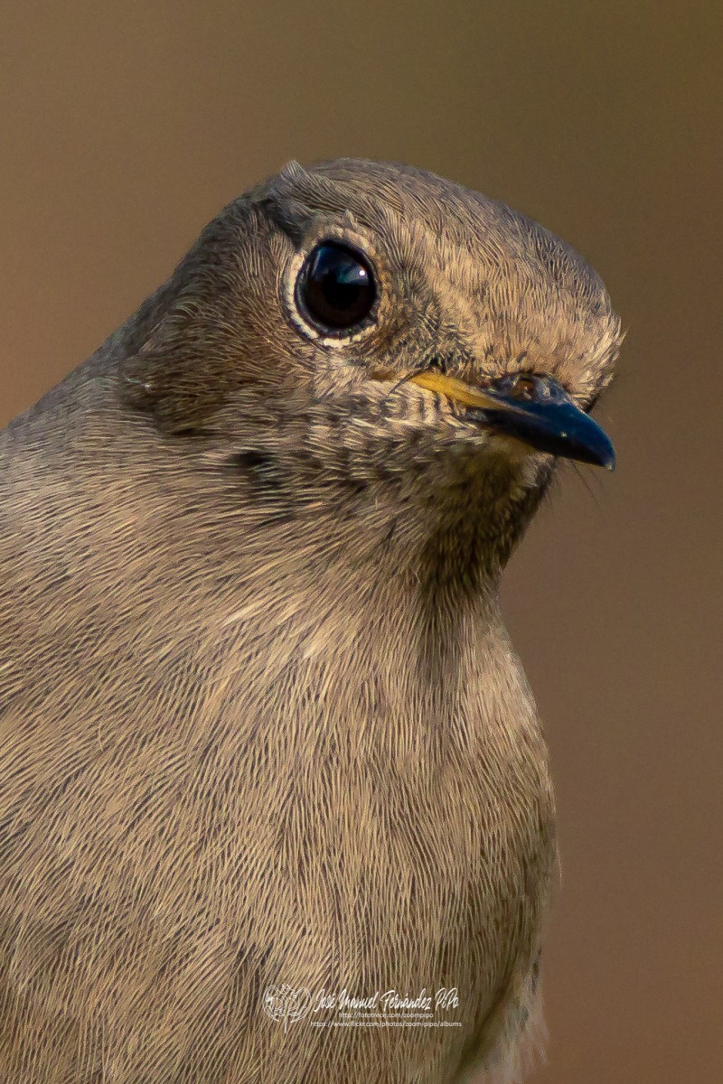 49147694583_21bf7763e5_or