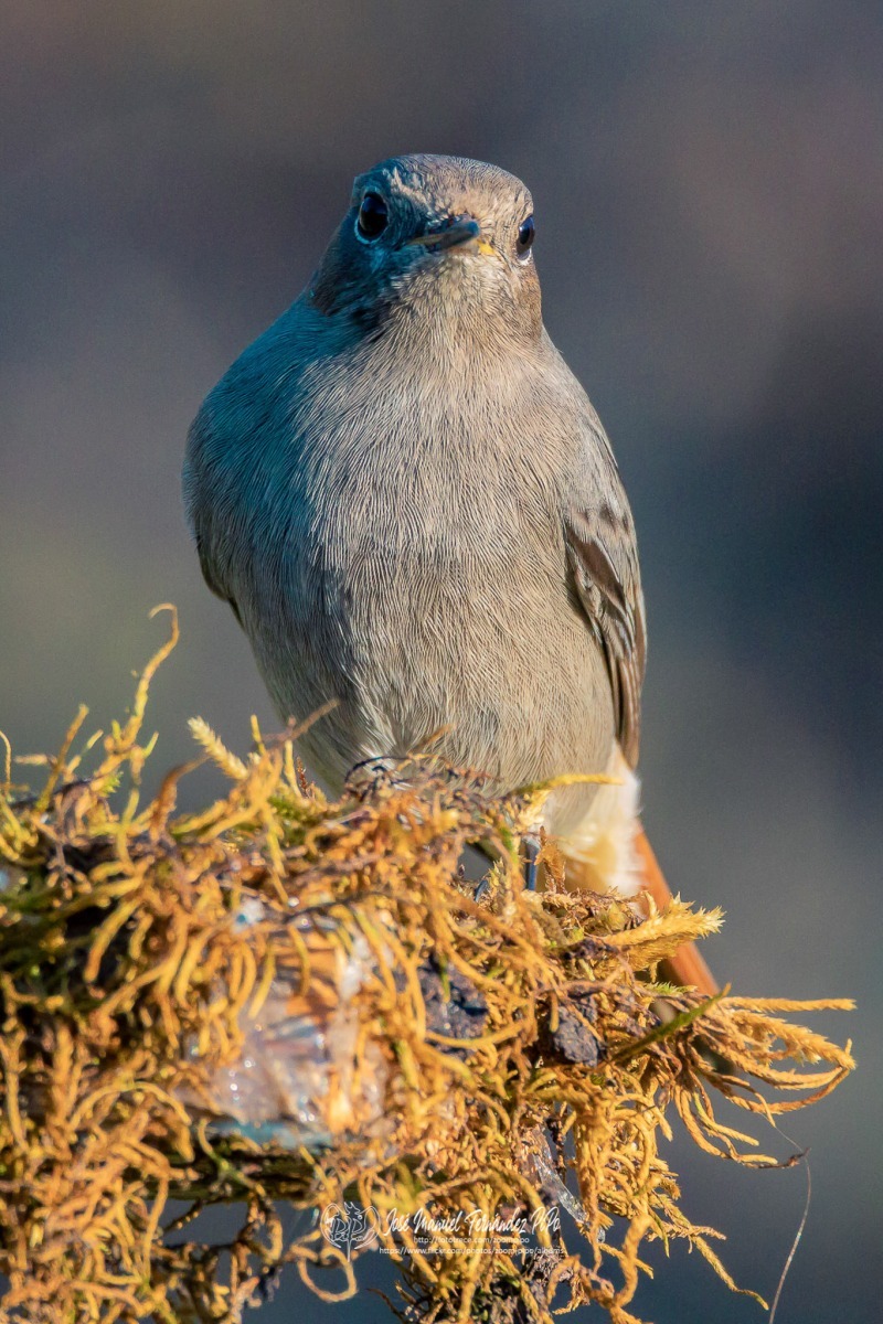 49148189596_d2629e1353_or