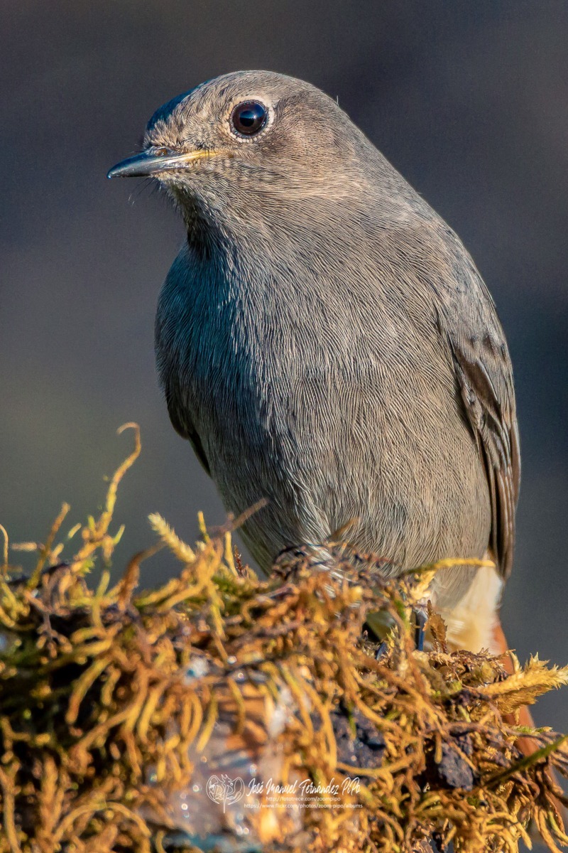 49148397992_36c43ff4a2_or