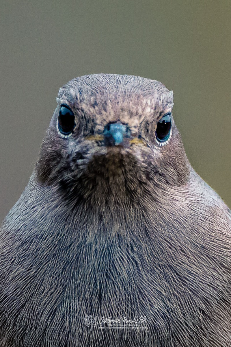 49233133346_17f42e2c3a_or