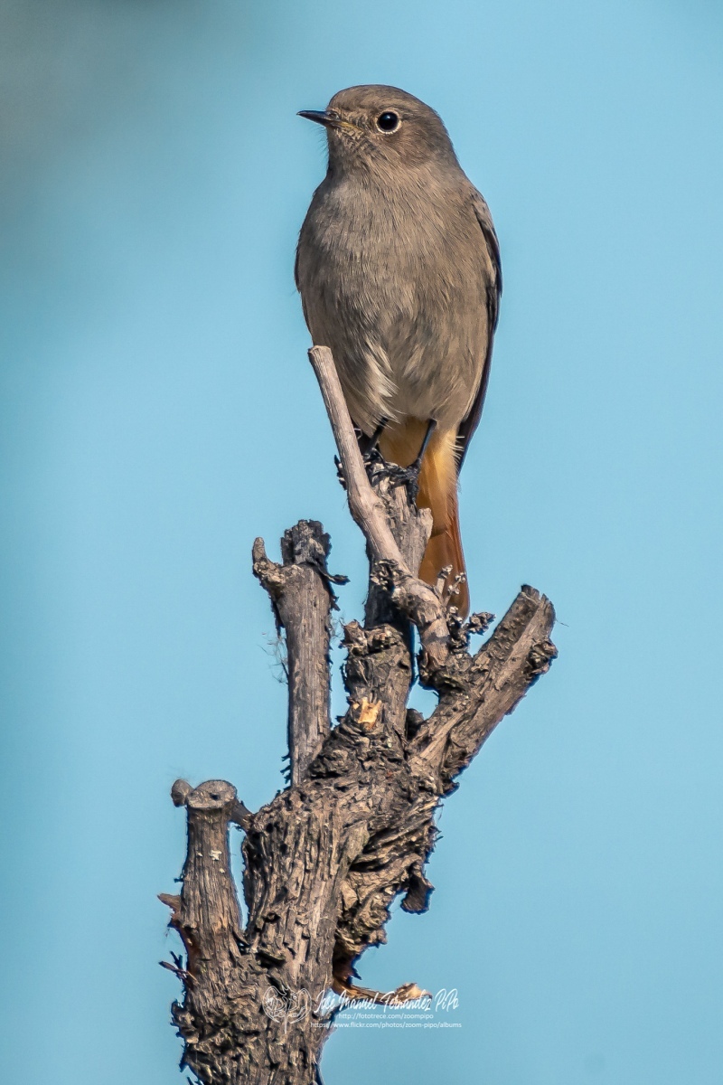 49234300883_c171272707_or