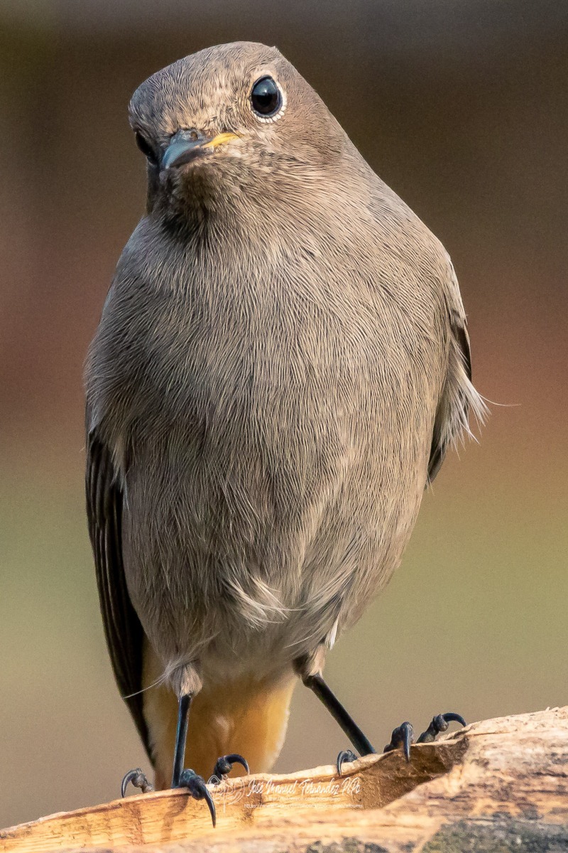 49234990157_681741f9f3_or