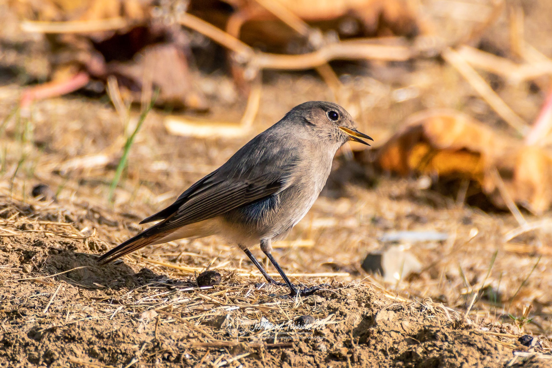 49724841818_5cf318deab_or