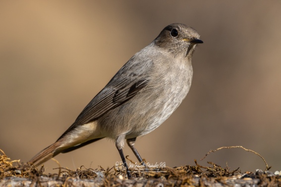 Colirrojo Tizon. Phoenicurus Ochruros.