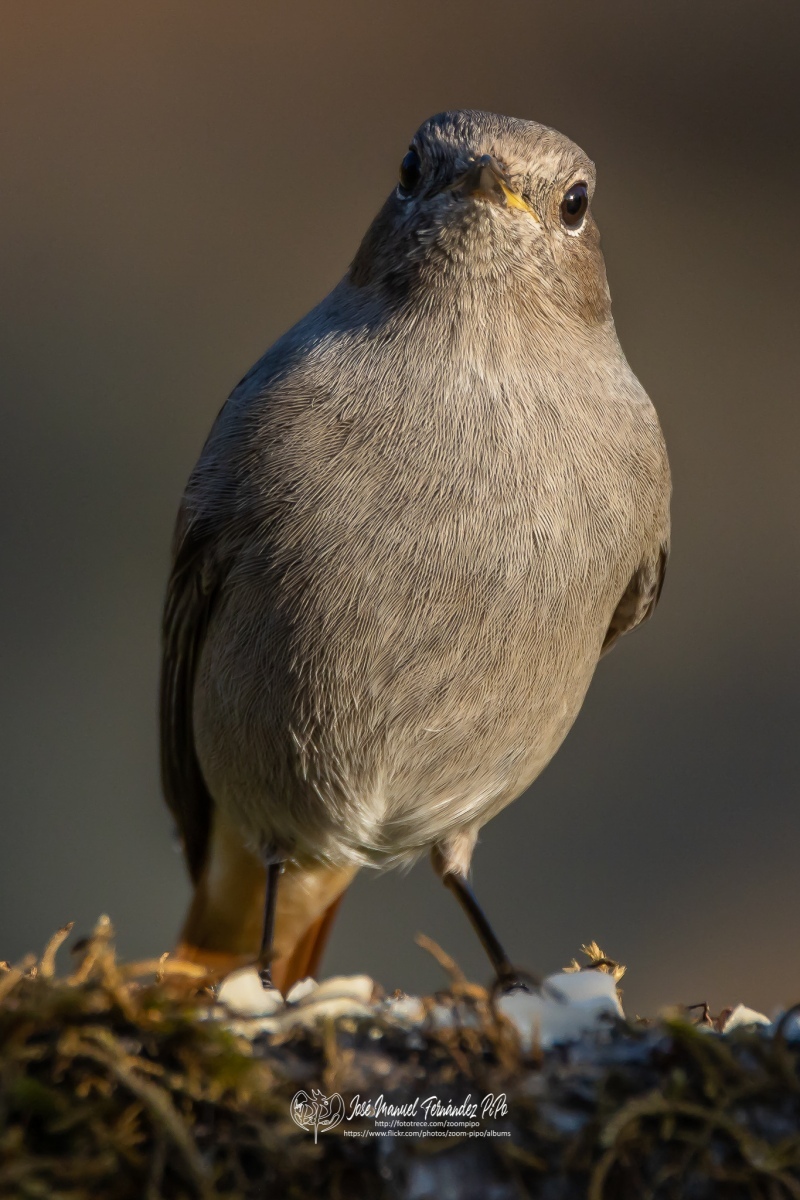 49738050652_28673b1f48_or