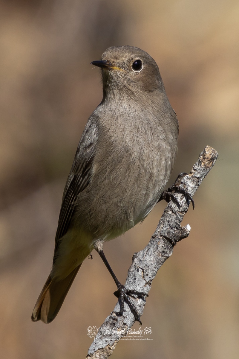 49741931111_be2d1435cd_or