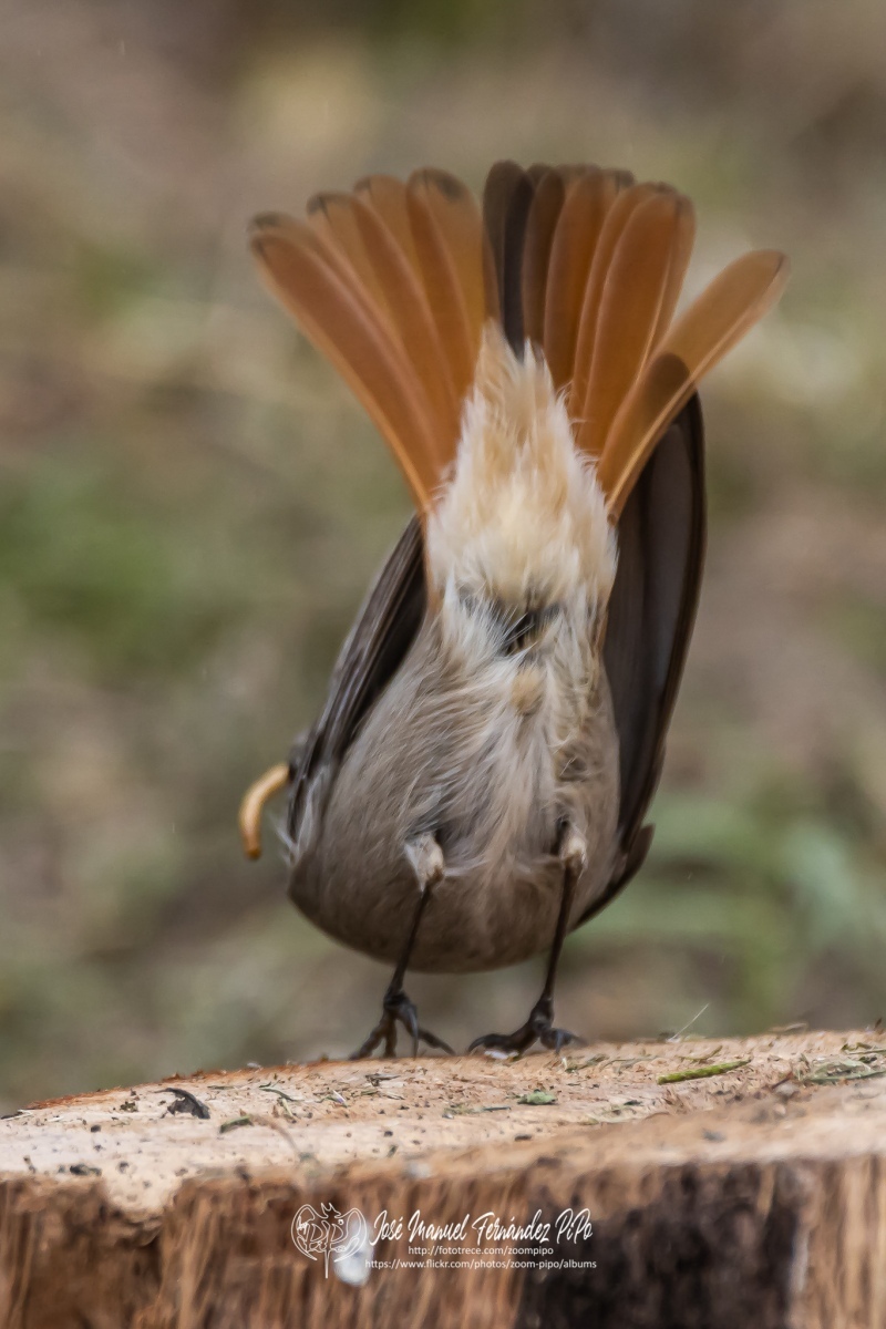 49954989363_2e84b6a992_or