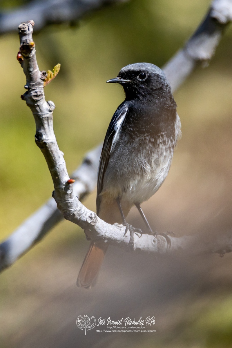 49991116798_1e1d7329d0_or