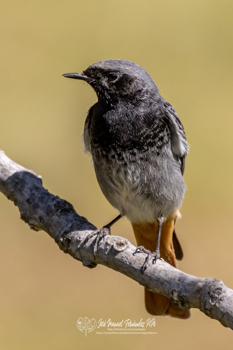 50025318088_31e0183059_or