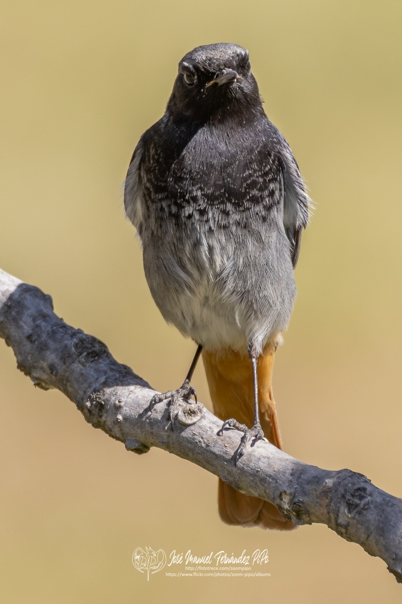 50025862236_c00bb9be03_or