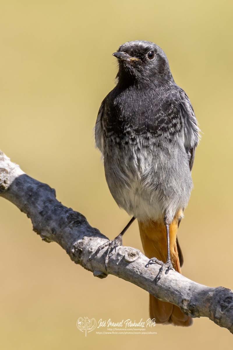 50036690663_092731156c_or