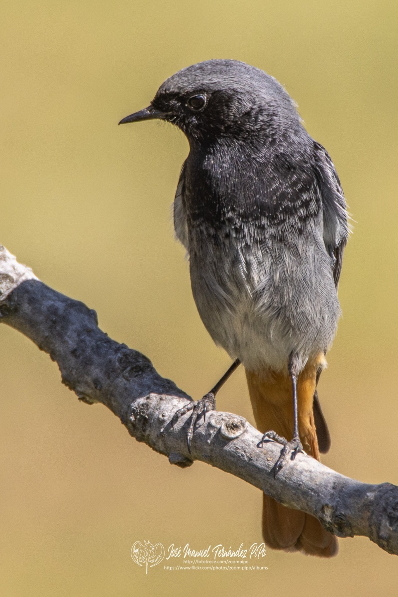 50037493907_7796570801_or