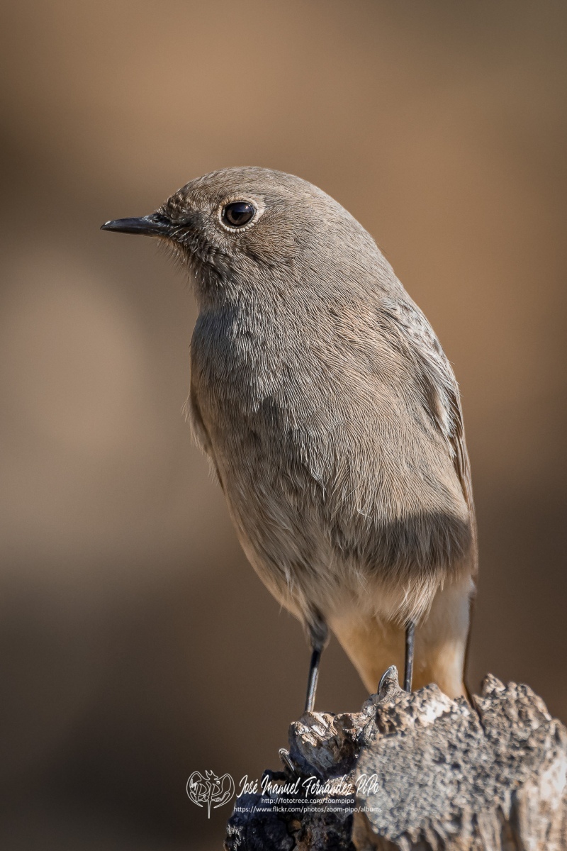 50546255158_049e785ec5_or