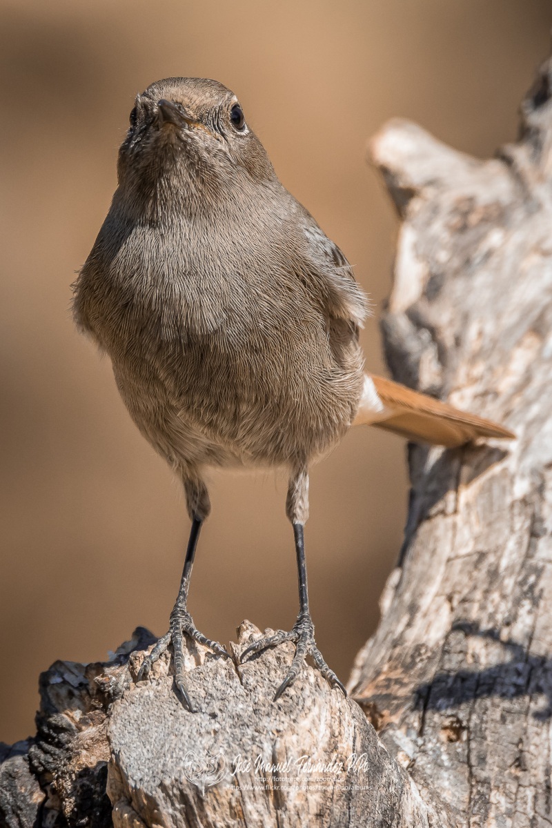 50575157108_0f2f9bda64_or