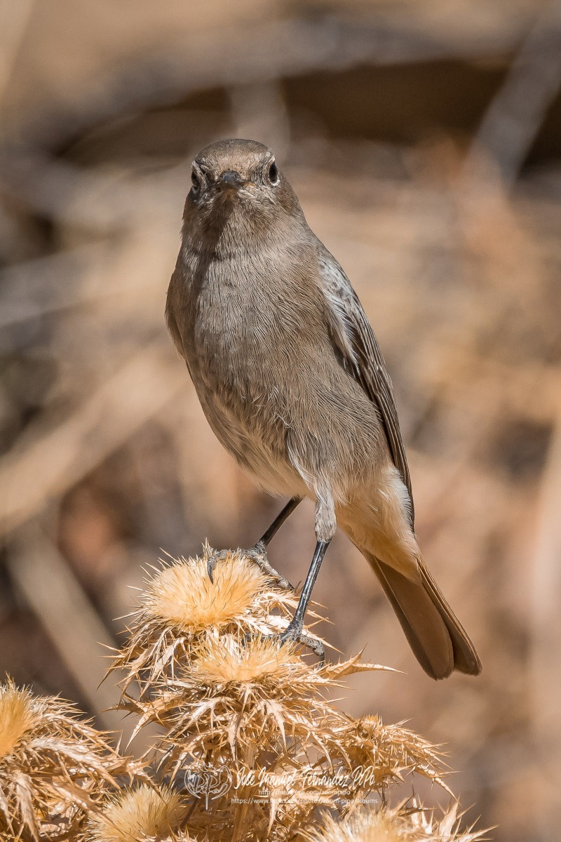 50575157183_524f2bc604_or