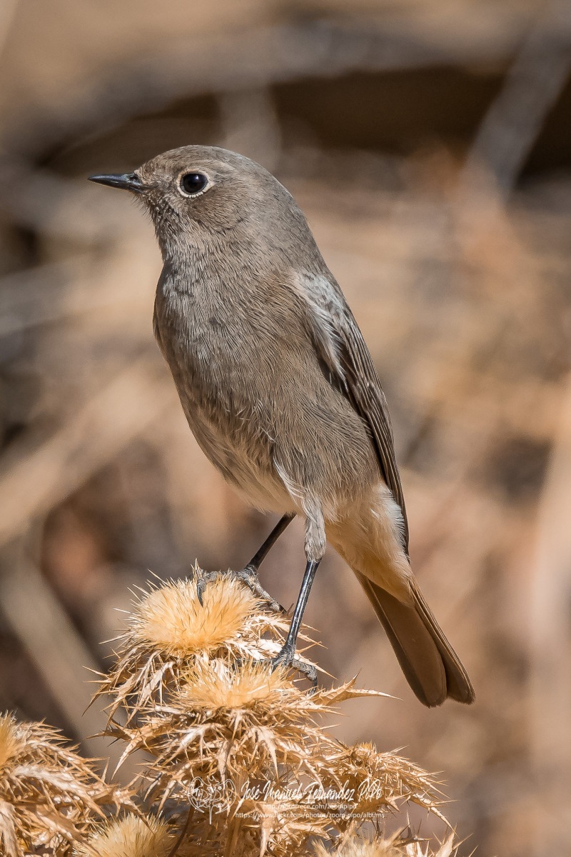 50576027462_40023aba07_or