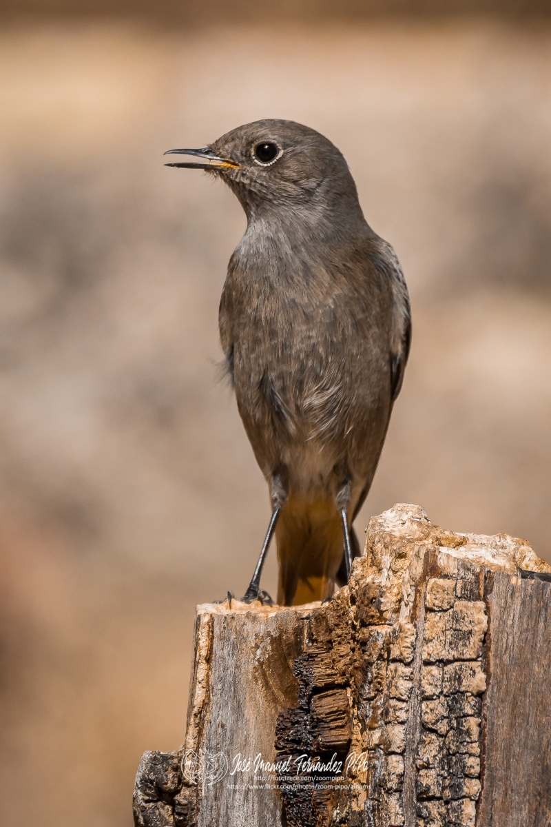 50681687038_80d447d8ef_or