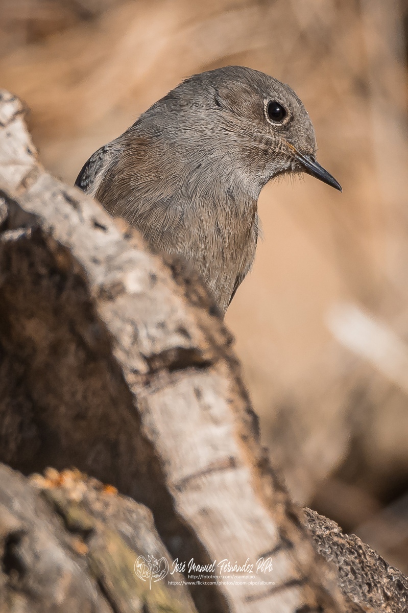 50681687173_fca4e752f7_or