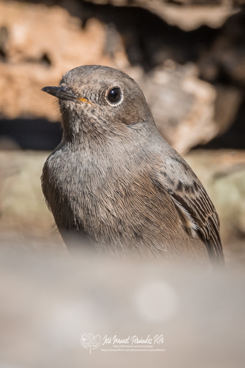 50682451086_b38b20befe_or