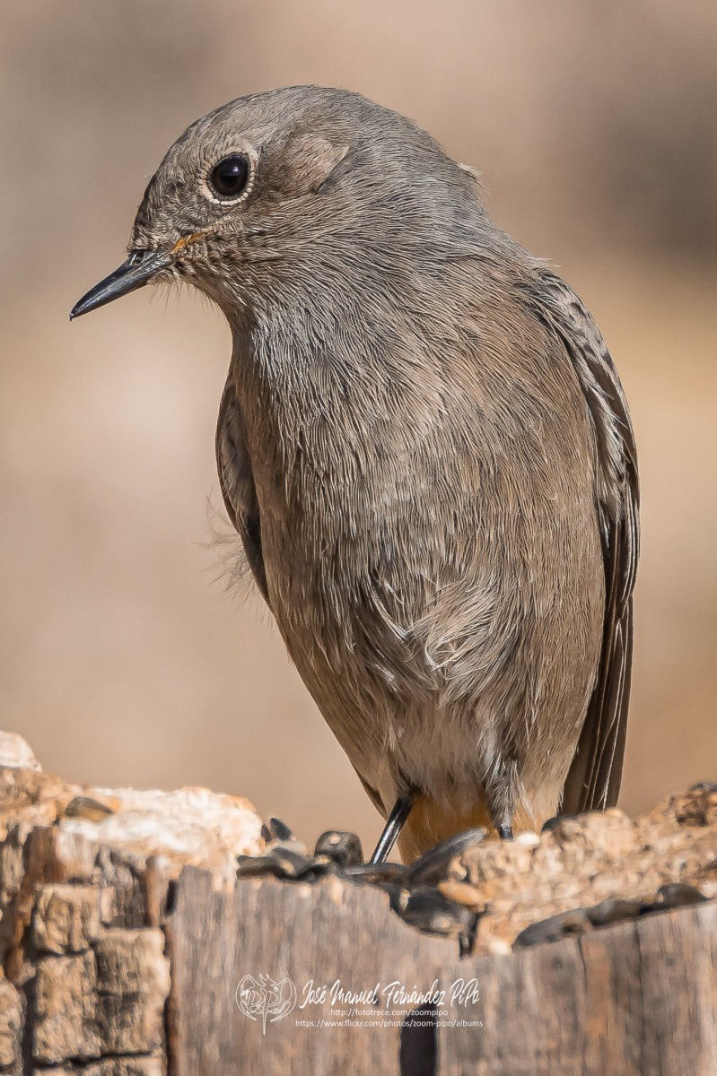 50682522232_5e2f1a4304_or