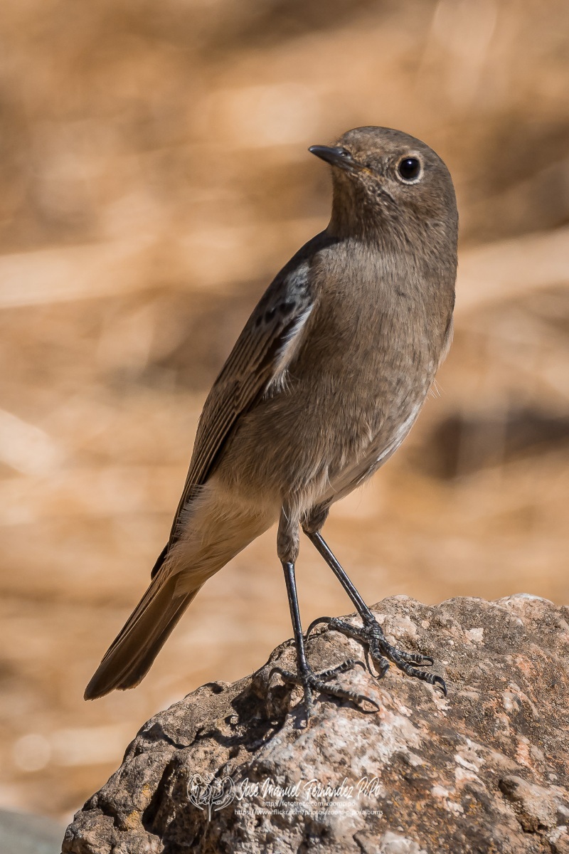 50690146748_55840450c3_or