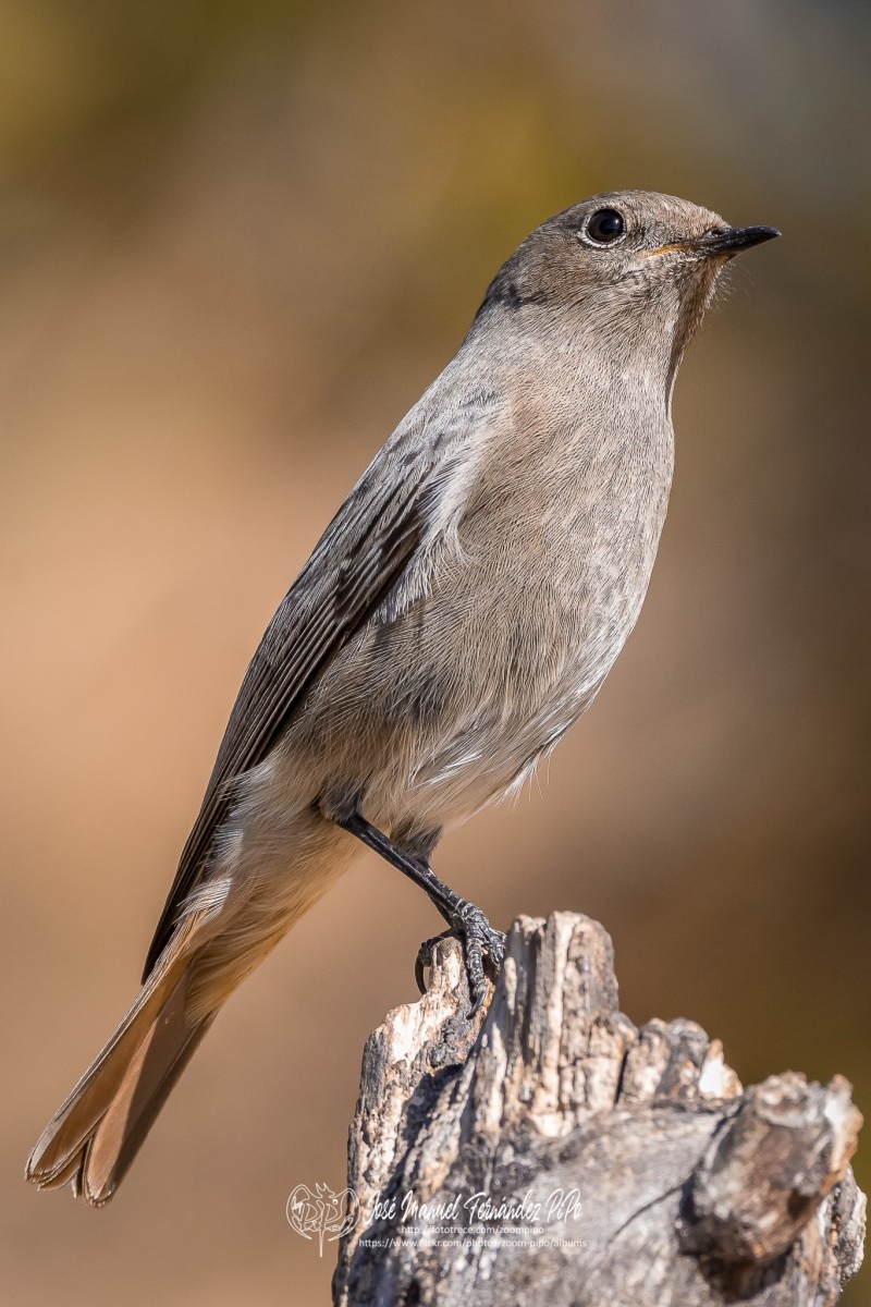 50690146928_b792e05f7c_or