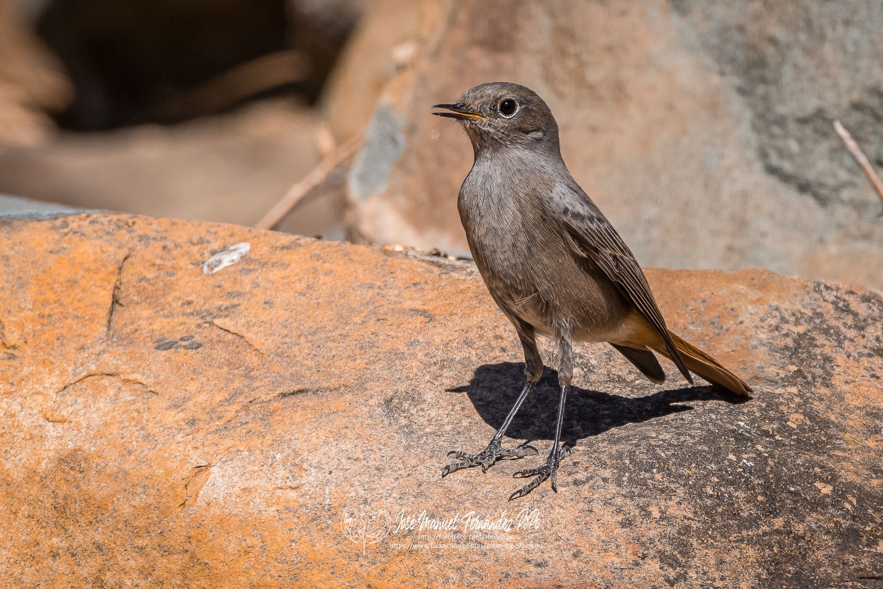 50690894541_2f0386fa44_or