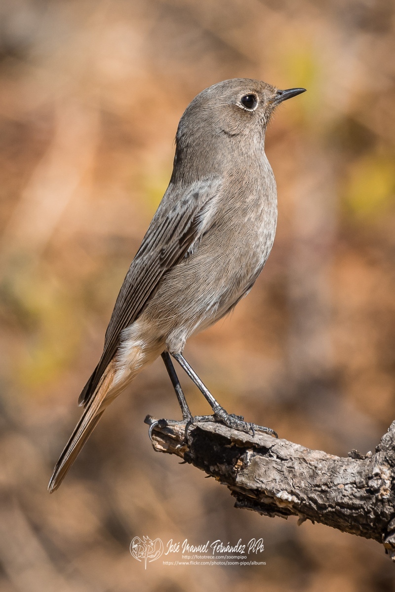 50690978392_0f193b9b85_or