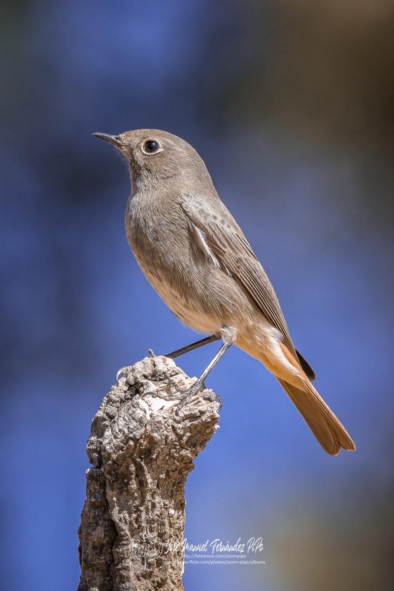 50690978412_17ff592548_or